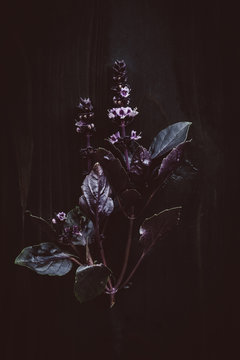 Purple basil plant on wood
