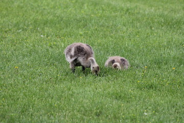 Fuzzy little goslings (Canada Geese) about 2 months old playing in the grass and foraging for food,  

