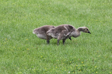 Fuzzy little goslings (Canada Geese) about 2 months old playing in the grass and foraging for food,  

