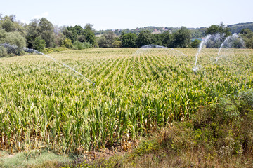 Watering the corn field during summer drought