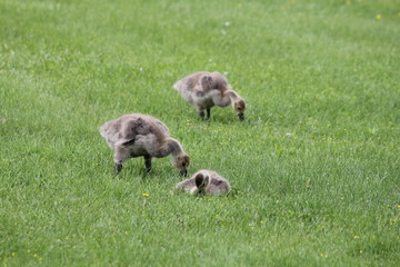 Fuzzy little goslings (Canada Geese) about 2 months old playing in the grass and foraging for food,  

