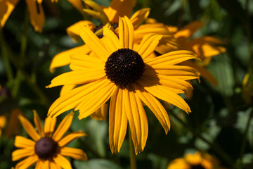 yellow flower (rudbeckia fulgida)