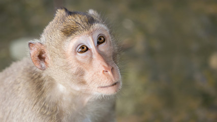 Close up shot of monkey with blurry background