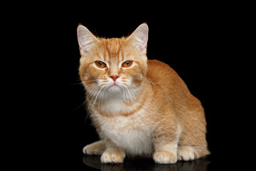 Red Munchkin Cat Sitting on Isolated Black background