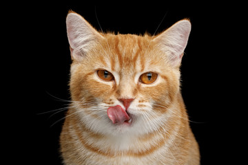 Close-up Portrait of Lick Munchkin Cat on Isolated Black background, front view