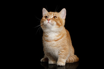 Red Munchkin Cat Sitting and Looking up on Isolated Black background, front view
