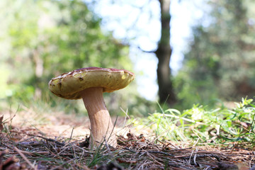 Big white boletus grow in woods
