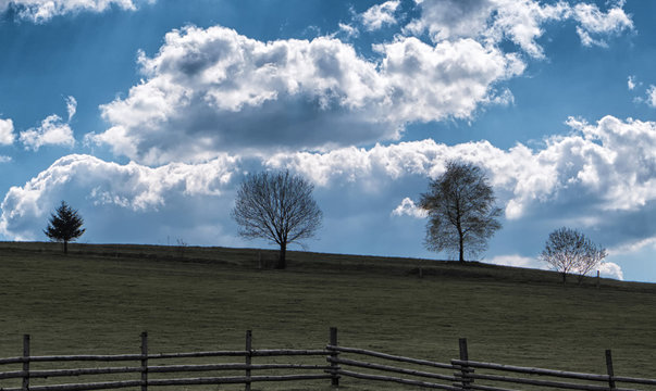 Lonely trees in country