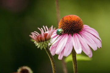 Beetle is sitting on a daisy flower