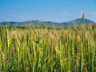 Unripe green wheat field (green wheat field)