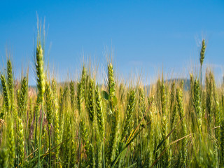 Unripe green wheat field (green wheat field)