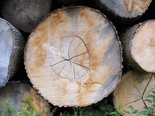 Naklejka premium Holzlager - gerodete Eschenbäume stapeln im Wald