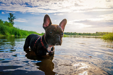 funny dog French Bulldog in water