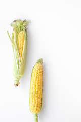 Organic farm food. Corn on cobs on white background top view copyspace