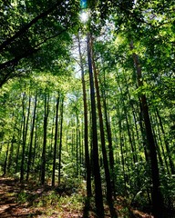 Obraz premium Sunny Green Forest
