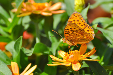 High Brown Fritillary butterfly, Argynnis adippe on flowers in garden. Fritillary butterfly feeding on flowers