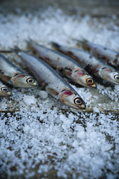 European anchovy fish
