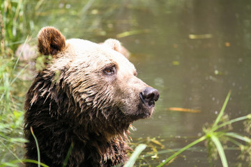 Brown bear portrait swimming on a lake with his head projecting out of the water and looking to the right with sharp eyes.