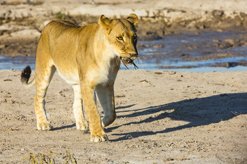 wildlife in Nxai Pan National Park
