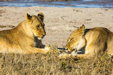 wildlife in Nxai Pan National Park