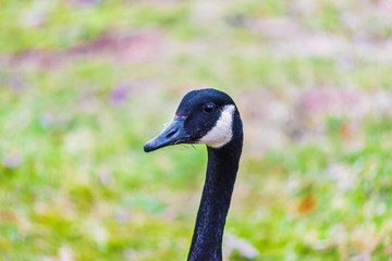 Portrait of one black Canadian Goose eating grass