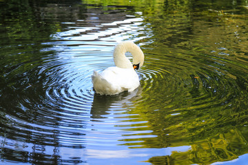 swan