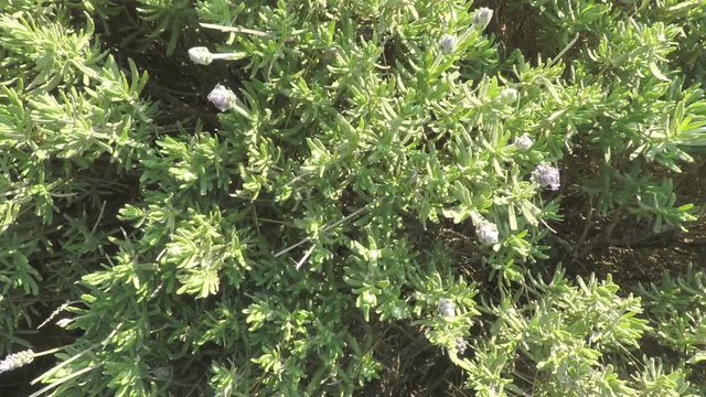 Zoom out from lavender bush swaying in a wind