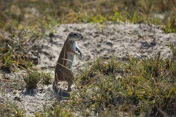 the wildlife of Central Kalahari Game Reserve