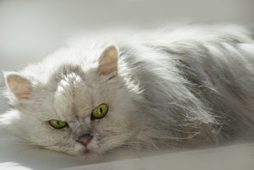Persian cat reflecting