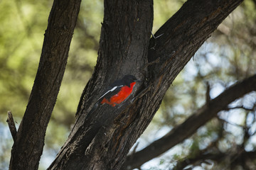 the wildlife of Central Kalahari Game Reserve