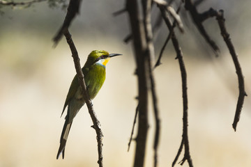 the wildlife of Central Kalahari Game Reserve