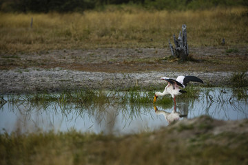 the wildlife of Moremi Game Reserve