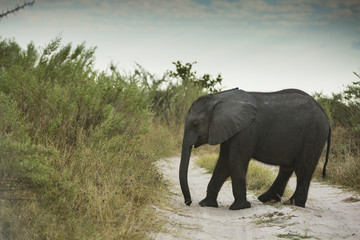 the wildlife of Moremi Game Reserve