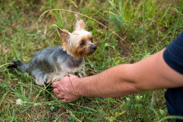 Cute small yorkshire terrier dog sitting on green grass and giving paw shake to owner outdoor, closeup. Animal friendship, free space. Man holding the paw of yorkie at park in summer