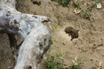 the wildlife of Khwai Community