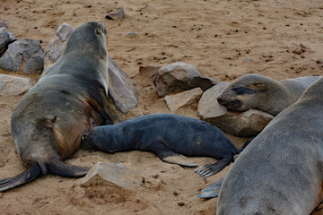 Namibia cape cross seal colony