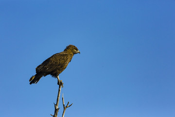 the wildlife of Savuti Marsh