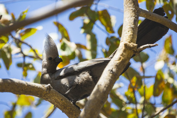 the wildlife of Savuti Marsh