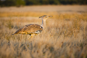 the wildlife of Savuti Marsh