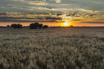 the landscape of Savuti Marsh