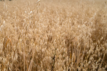 Golden oat ear on the field in blur, free space. Organic golden ripe ear of oats in field, closeup, copy space.  Agriculture, agronomy and farming background. Harvest concept