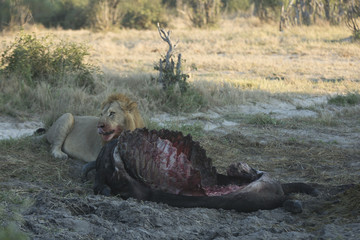 the wildlife of Savuti Marsh