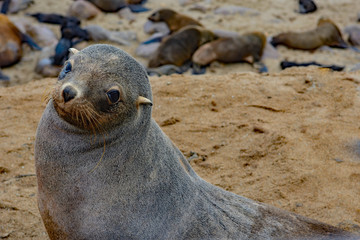 Namibia cape cross seal colony