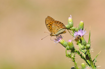 Obraz premium Argynnis pandora - Cardinal cloak butterfly on a flower in summer. Butterfly on wild meadow