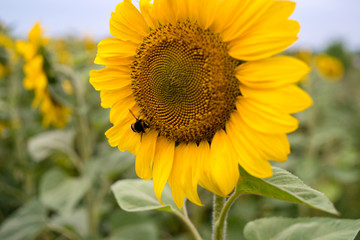 Close up of bumblebee on sunflower with free space, selective focus