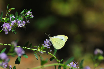Southern Small White butterfly, Pieris mannii on flowers in meadow. Small white butterfly feeding on flowers