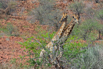 Namibia Damaraland giraffe