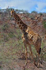 Namibia Damaraland giraffe