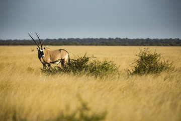 the wildlife of Central Kalahari Game Reserve