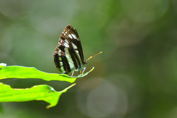 Neptis sappho, Common Glider butterfly resting on a leaf. Black and white butterfly in natural habitat